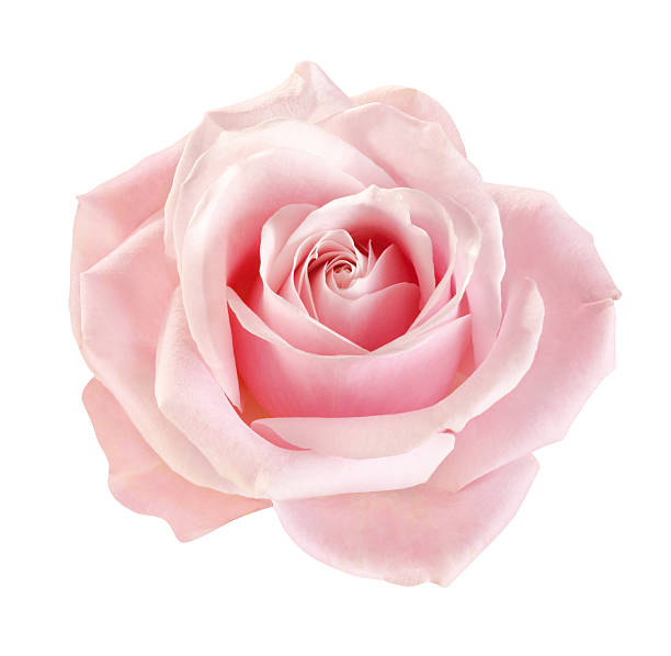 Hydrolat de Rose de Mai — free download