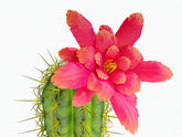 Fragrance Fleur Baja Cactus