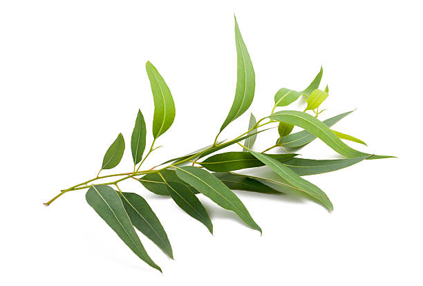 Huile Essentielle Eucalyptus ( Globulus)