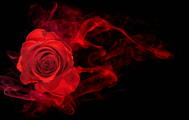 Fragrance Rose foncée et Labdanum