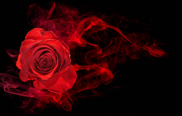 Fragrance Dark Rose and Labdanum