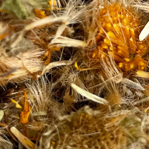 Dried Arnica Flowers